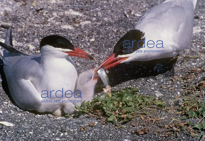 : Caspian Tern - feeding chick : Caspian Tern - feeding chick