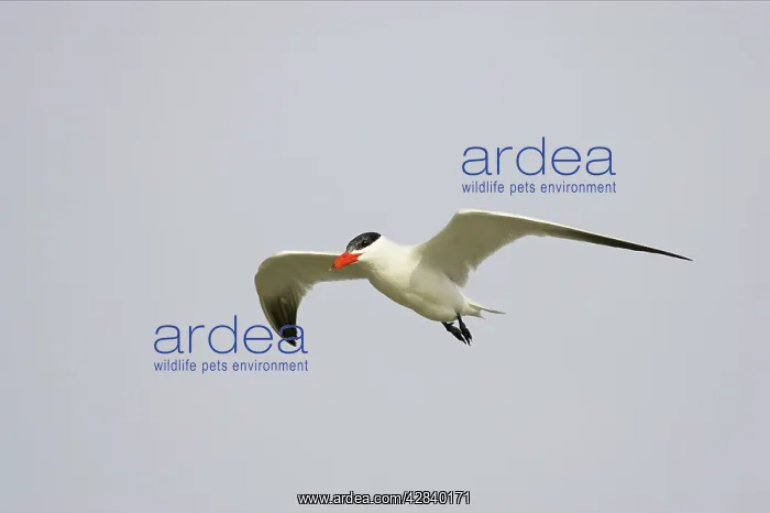 : Caspian Tern in flight : Caspian Tern in flight