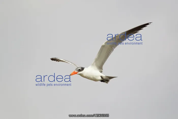 : Caspian Tern - in flight : Caspian Tern - in flight