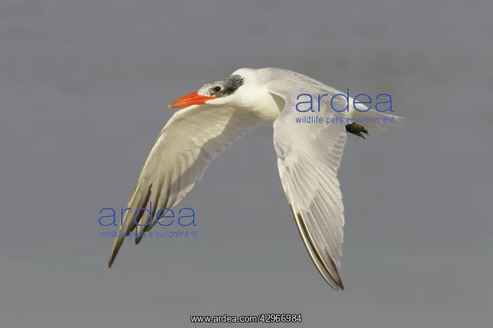 : Caspian Tern - in flight : Caspian Tern - in flight