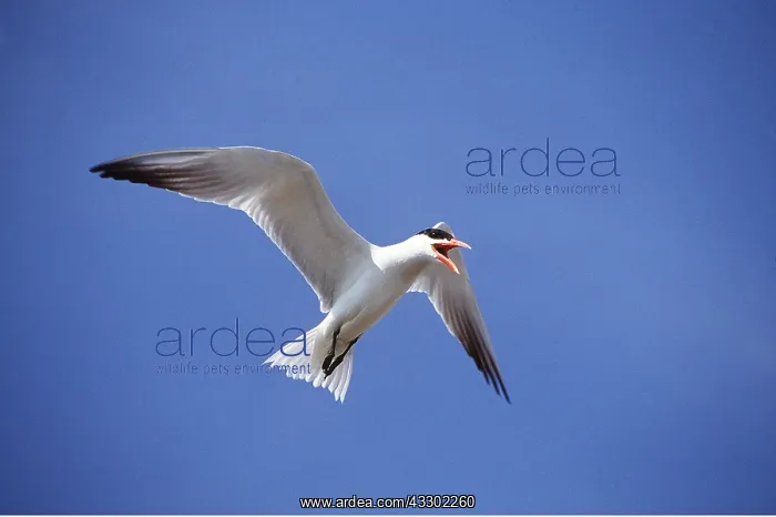 : CASPIAN TERN IN FLIGHT : CASPIAN TERN IN FLIGHT