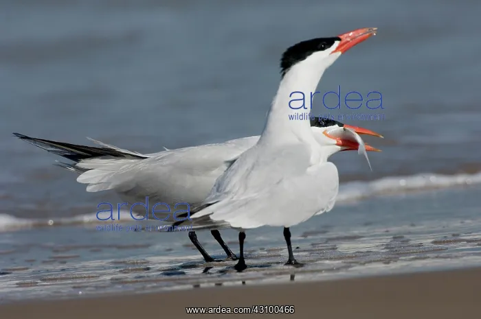 : Caspian Tern giving fish to mate : Caspian Tern giving fish to mate