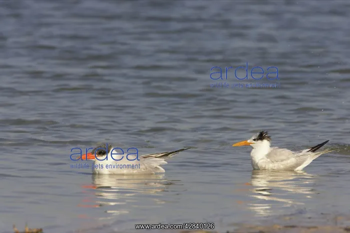 : Caspian Tern & Royal tern (Sterna maxima) in water : Caspian Tern & Royal tern (Sterna maxima) in water
