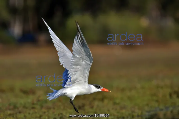 : Caspian Tern (Sterna caspia) : Caspian Tern (Sterna caspia)