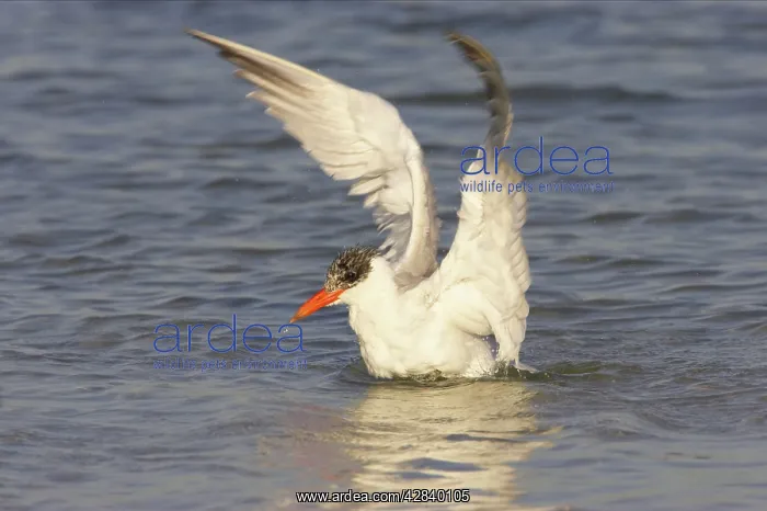 : Caspian Tern washing : Caspian Tern washing