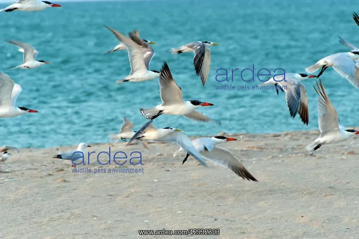 : Caspian Terns, Crested Terns (Sterna bergii), Silver Gulls - : Caspian Terns, Crested Terns (Sterna bergii), Silver Gulls -