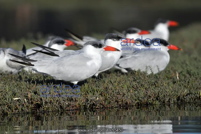 : Caspian Terns (Sterna caspia) : Caspian Terns (Sterna caspia)