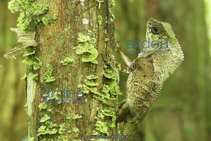 : Casque-headed Basilisk - Old Man Lizard - Helmeted Iguana : Casque-headed Basilisk - Old Man Lizard - Helmeted Iguana