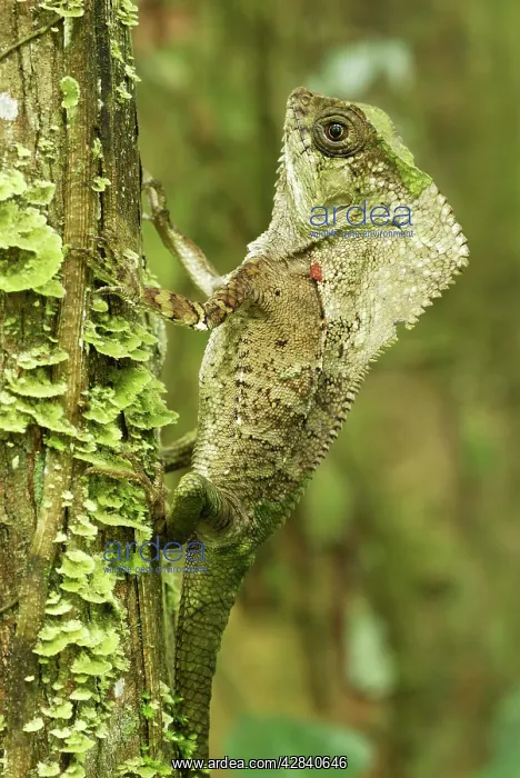 : Casque-headed Basilisk - Old Man Lizard - Helmeted Iguana : Casque-headed Basilisk - Old Man Lizard - Helmeted Iguana