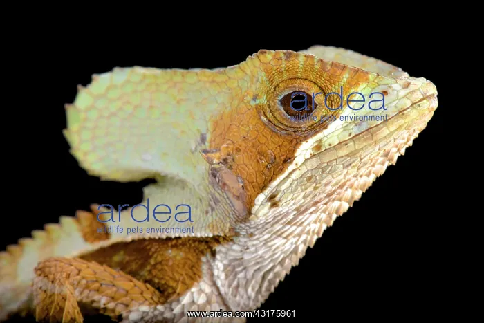  : Casque-headed lizard (Corytophanes hernandezii)