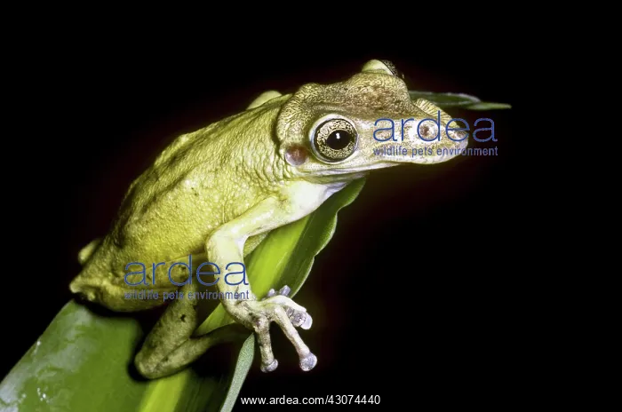 : Casque-headed Tree Frog : Casque-headed Tree Frog
