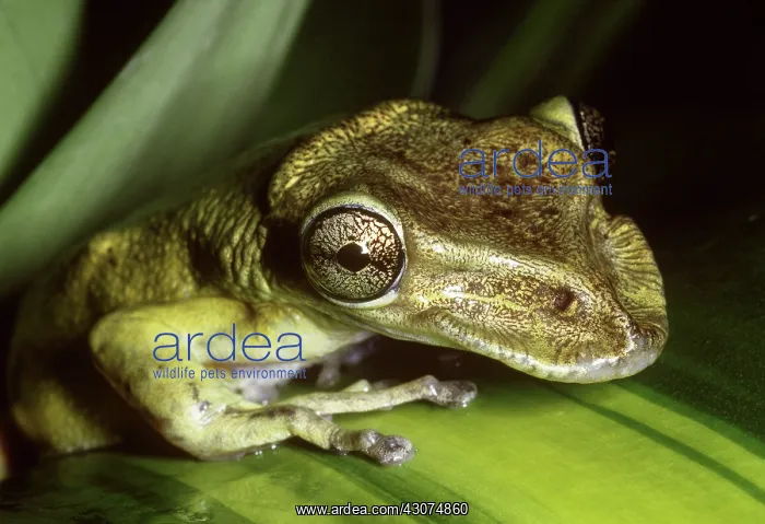  : Casque-headed Tree Frog
