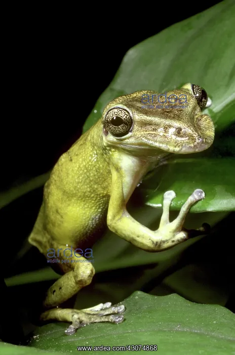 : Casque-headed Tree Frog : Casque-headed Tree Frog