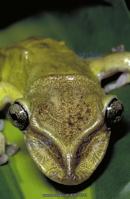 : Casque headed tree frog : Casque headed tree frog