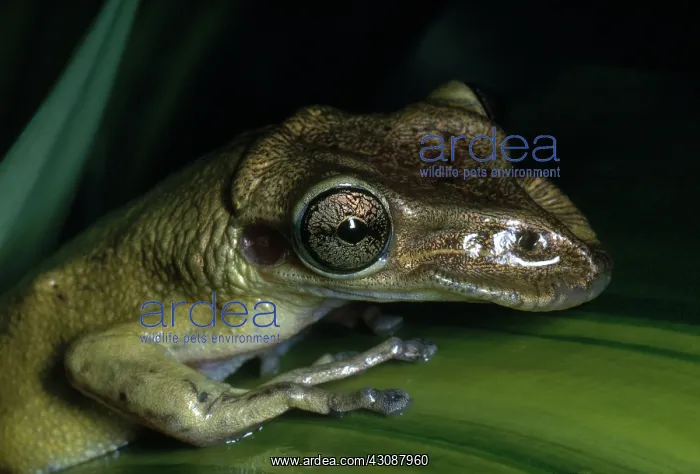 : Casque-headed Tree Frog : Casque-headed Tree Frog