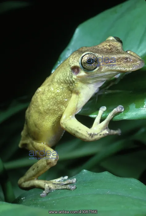 : Casque-headed Tree Frog : Casque-headed Tree Frog