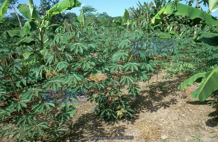 : Cassava and Bananas : Cassava and Bananas