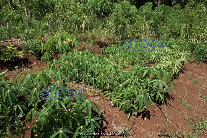 : Cassava growing in a village garden in New Caledonia : Cassava growing in a village garden in New Caledonia