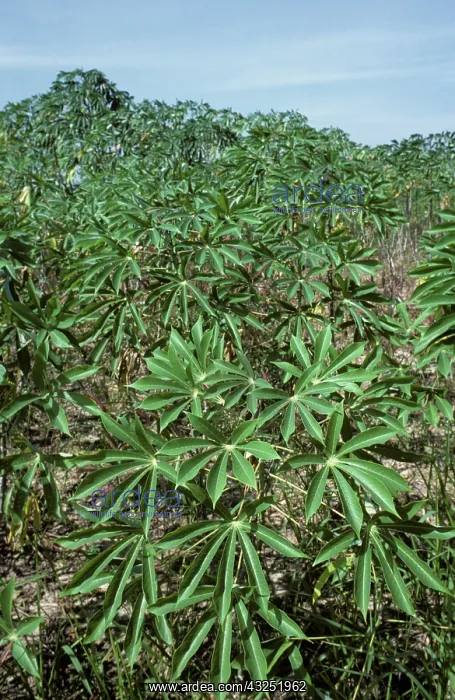 : Cassava (Manihot esculenta) crop, Thailand : Cassava (Manihot esculenta) crop, Thailand