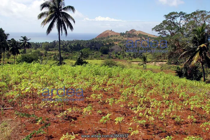 : Cassava / Manioc : Cassava / Manioc