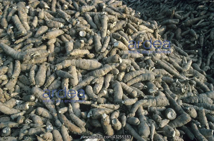 : Cassava roots (Manihot esculenta) : Cassava roots (Manihot esculenta)