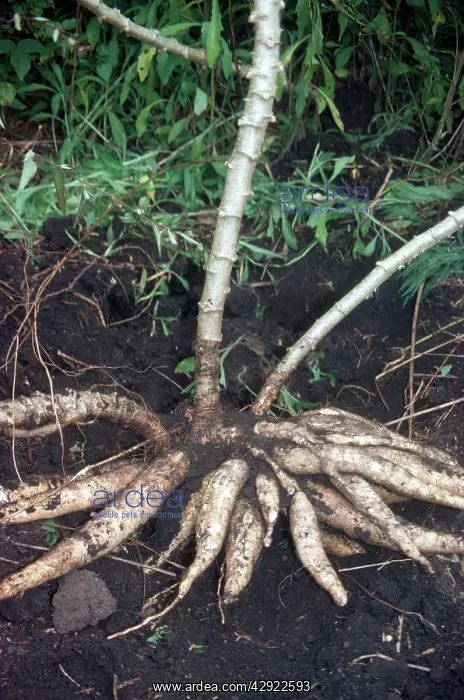: Cassava Tubers : Cassava Tubers