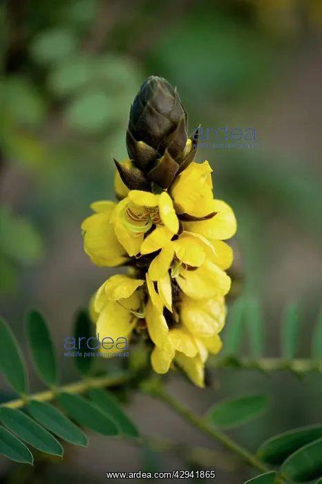: Cassia didymobotrya : Cassia didymobotrya