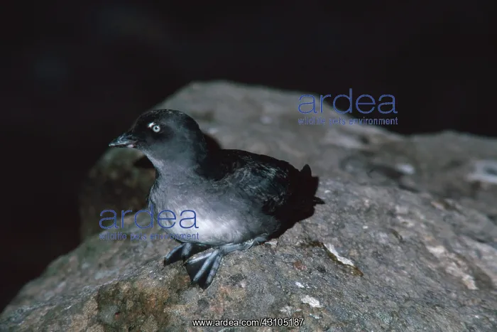  : Cassin's Auklet