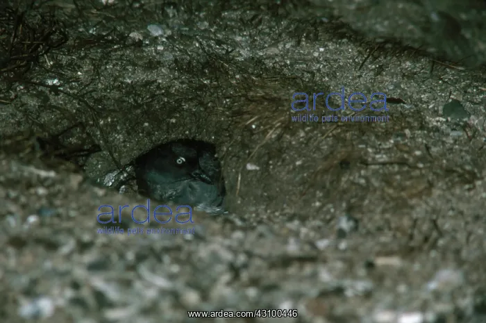 : Cassin's Auklet in Burrow : Cassin's Auklet in Burrow