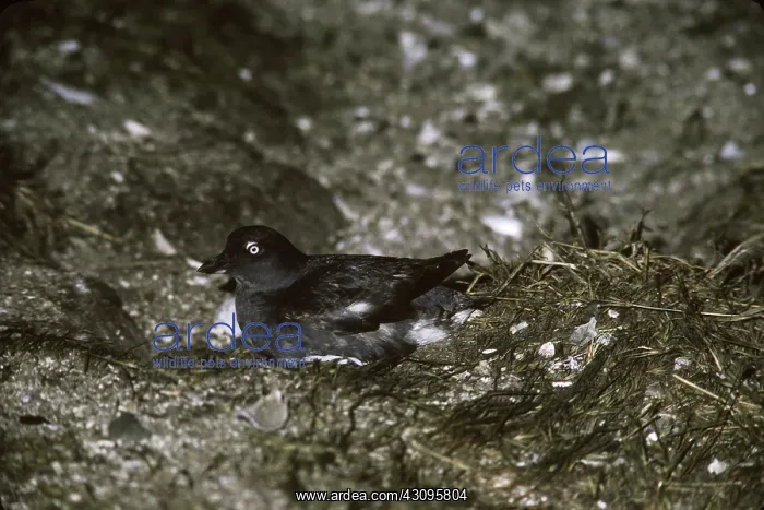 : Cassin's Auklet (Ptychoramphus aleuticus) : Cassin's Auklet (Ptychoramphus aleuticus)