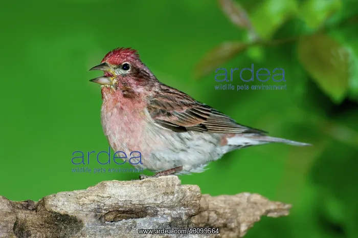 : Cassin's Finch (Carpodacus cassinii) calling : Cassin's Finch (Carpodacus cassinii) calling