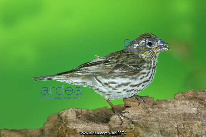 : Cassin's Finch (Carpodacus cassinii) eating : Cassin's Finch (Carpodacus cassinii) eating