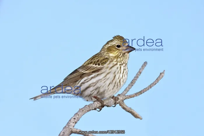 : Cassin's Finch - female in winter : Cassin's Finch - female in winter