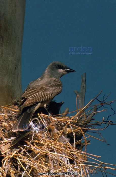  : Cassin's Kingbird at nest