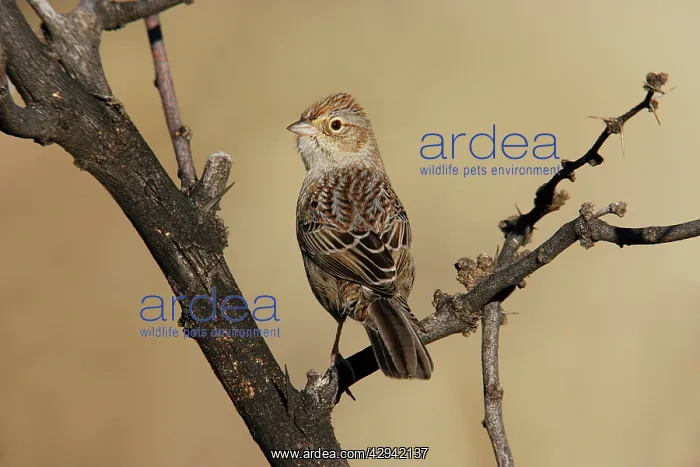 : Cassin's Sparrow : Cassin's Sparrow
