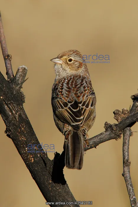 : Cassin's Sparrow : Cassin's Sparrow