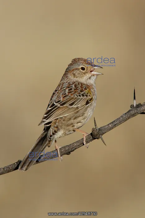 : Cassin's Sparrow : Cassin's Sparrow