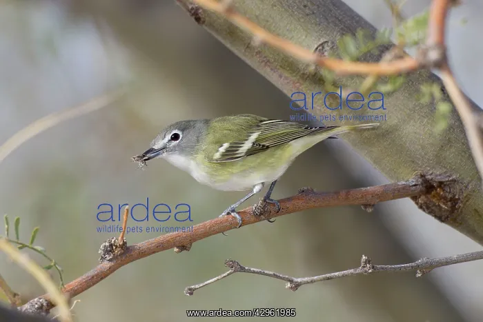 : Cassin's Vireo : Cassin's Vireo