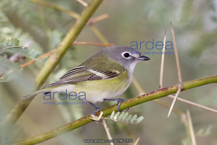 : Cassin's Vireo : Cassin's Vireo