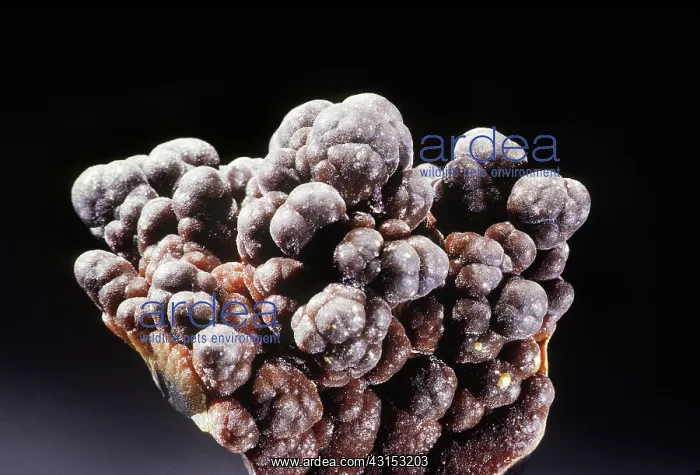 : Cassiterite from Pinos, Mexico : Cassiterite from Pinos, Mexico