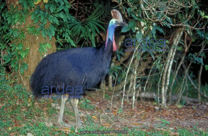 : Cassowary. Adult male Southern Cassowary (Casuarius casuarius) at rainforest edge : Cassowary. Adult male Southern Cassowary (Casuarius casuarius) at rainforest edge