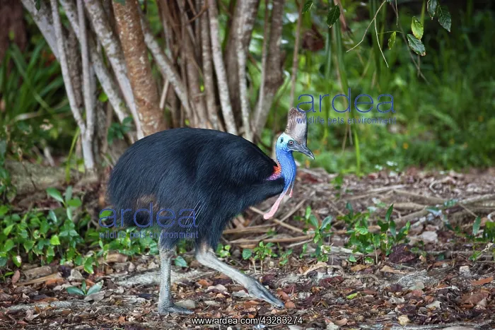 : Cassowary (Casuarius Casuarius), female, rain forest : Cassowary (Casuarius Casuarius), female, rain forest