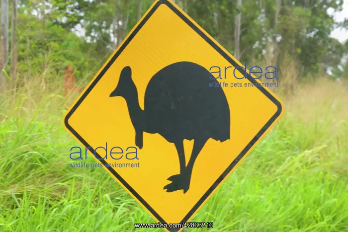 : Cassowary warning sign : Cassowary warning sign