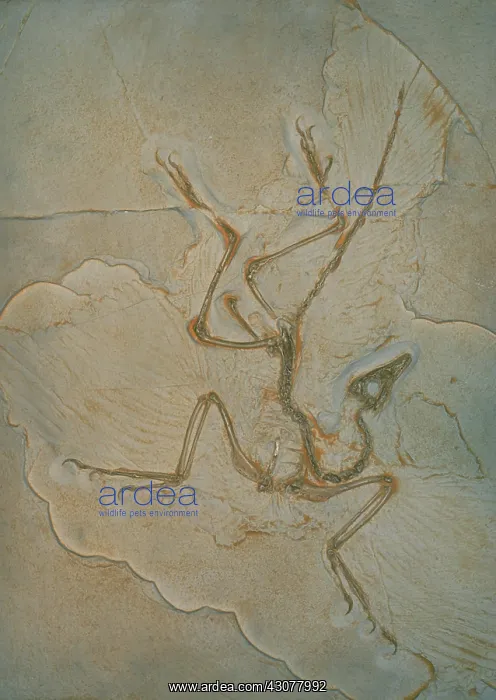  : Cast of Archaeopteryx