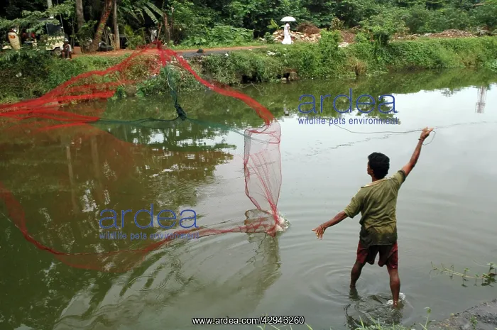 : Cast Net Fisherman fishing in drainage canal : Cast Net Fisherman fishing in drainage canal