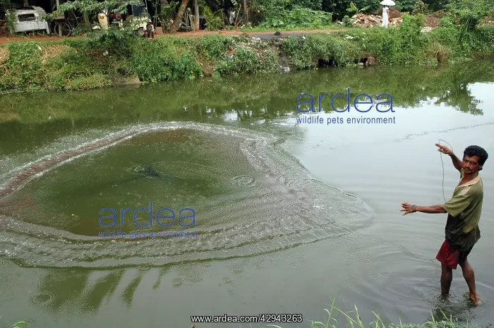 : Cast Net Fisherman fishing in drainage canal : Cast Net Fisherman fishing in drainage canal