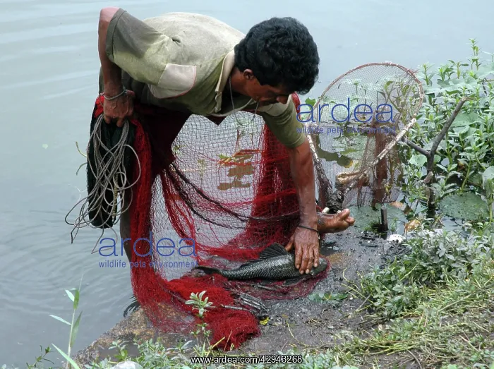 : Cast Net Fisherman fishing in drainage canal : Cast Net Fisherman fishing in drainage canal
