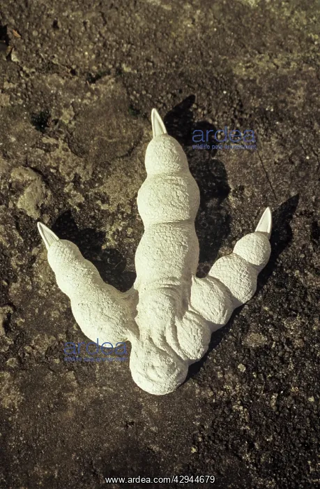 : Cast of a Tyrannosaur's foot print : Cast of a Tyrannosaur's foot print