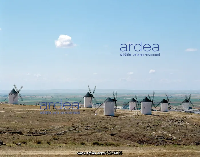 : Castile-La Mancha. Campo de Criptana. Landscape : Castile-La Mancha. Campo de Criptana. Landscape