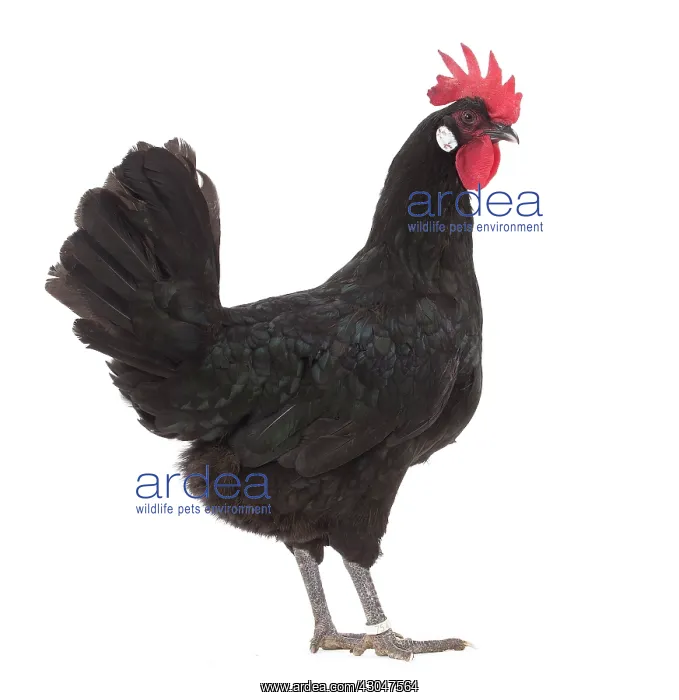  : Castillane Chicken